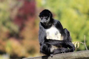 white-bellied spider monkey (Ateles belzebuth)