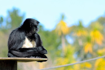white-bellied spider monkey (Ateles belzebuth)