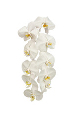 Beautiful orchid flower  on white background