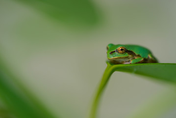  Tree Frog