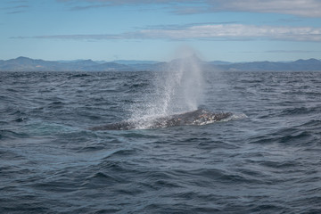Fototapeta premium Humpback whale breathing at the surface in Australia