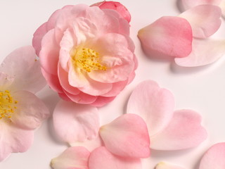 Fototapeta na wymiar 椿の花の花びら、ピンク、白背景