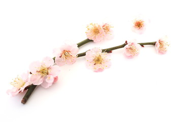 梅の花