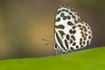 Image of common pierrot butterfly on nature background. Insect Animal (Castalius rosimon rosimon Fabricius, 1775)