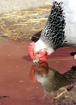 Light Sussex Chicken