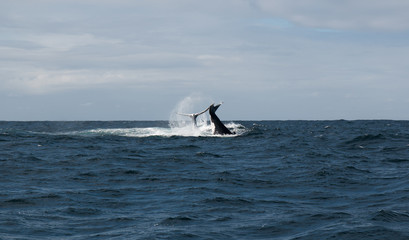 Naklejka premium Humpback whales slapping its tail on the water in Australia