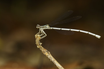Image of a dragonfly (Amphipterygidae) on nature background. Insect Animal