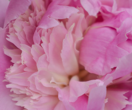 close up of pink peony petals, macro photograph 

