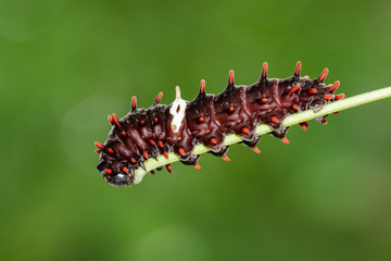 Image of a caterpillar bug on nature background. Insect Animal