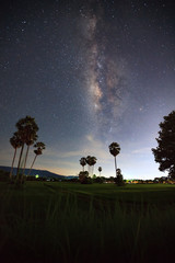 Obraz na płótnie Canvas Silhouette of Sugar Plam Tree and Milky Way