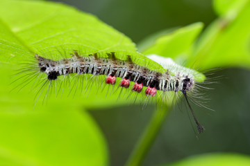 Image of a caterpillar bug on green leaves. Insect Animal