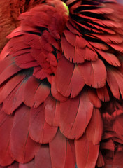 Red Macaw Feathers