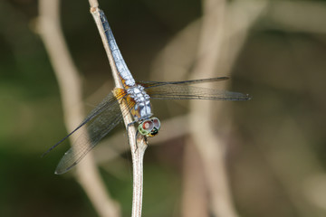 Image of blue dasher butterfly(Brachydiplax chalybea) on green leaves. Insect Animal