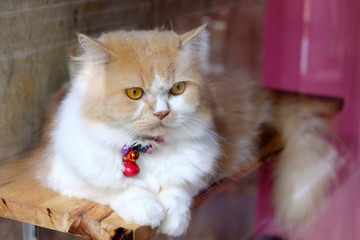 Fototapeta premium Portrait of brown-eyed cat, close up