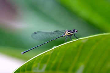 Beautiful dragonfly on green leaf
