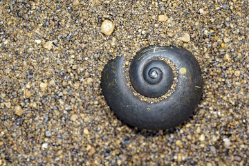 Image of black shellfish on the sand. Aquatic animals