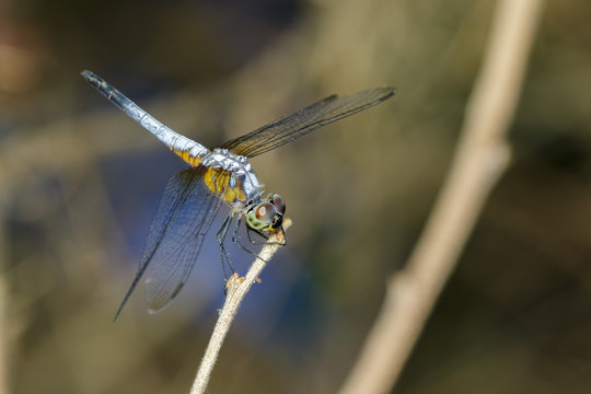 Image of blue dasher butterfly(Brachydiplax chalybea) on green leaves. Insect Animal