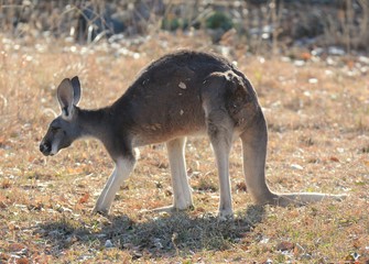 Kangaroo
