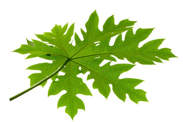 Fototapeta na wymiar Papaya leaf