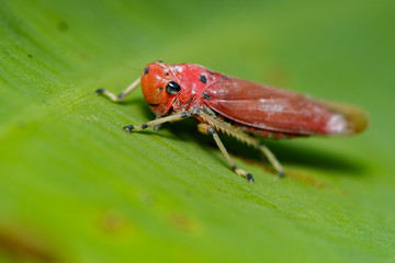 Image of red leafhopper (Bothrogonia sp.,Cicadellidae/Homoptera) on green leaves. Insect Animal