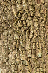 Bark surface