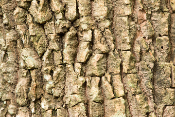 Bark surface