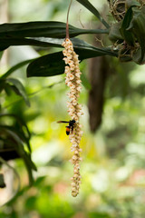Orchid flower on branch
