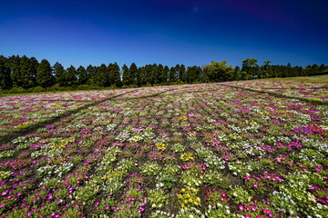 くじゅう花公園　デージー