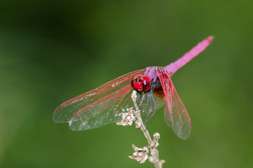 Image of a dragonfly (Trithemis aurora) on nature background. Insect Animal