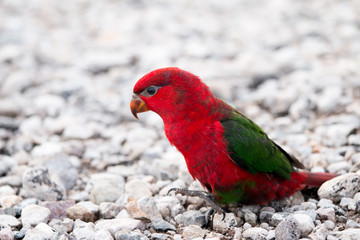 Parrot on the ground