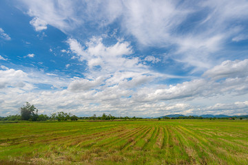Fototapeta na wymiar Beautiful blue sky and farmland