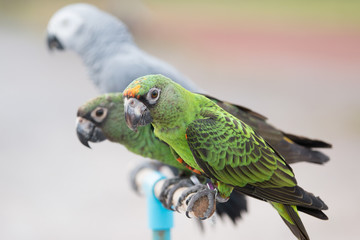 Fototapeta premium Parrot on a perch on wooden