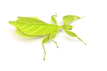 Leaf insect or walking leave