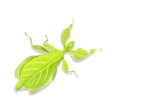 Leaf insect or walking leave