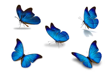 Zelfklevend behang Vlinders vijfde blauwe vlinder