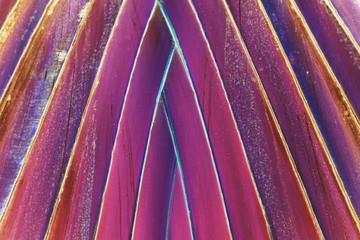 close up Travellers palm