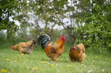 Free range chickens at the farm