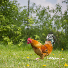 Free range cock at the farm