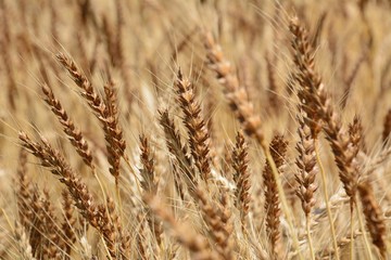 Fototapeta premium 麦秋（Wheat field in early summer）