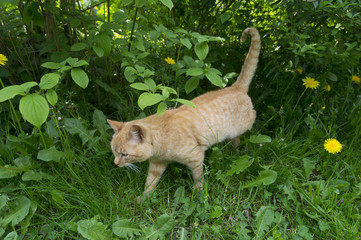 Red cat in the bush