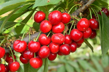 Ripe cherries in a tree