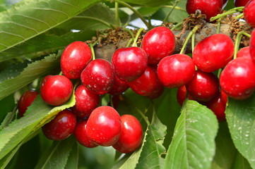 Ripe cherries in a tree