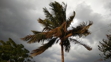coconut tree with landscape very dark cloudy sky nature 