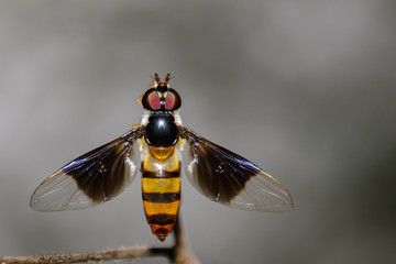 Image of a drosophila melanogaster on a branch. Insect Animal (Diptera)