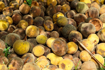 Pile of rotten and ripe rounded santol or cottenfruit in house garden