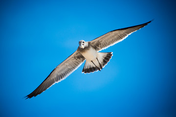 Seagull in Flight