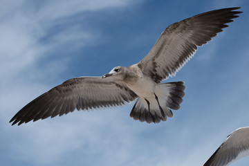 Seagull Coming into Land