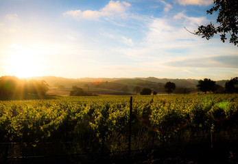 California Vineyard Sunset