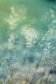 Fototapeta summer and spring  template herbal background In gently blue And light green blurred tones. Summer and spring nature background 