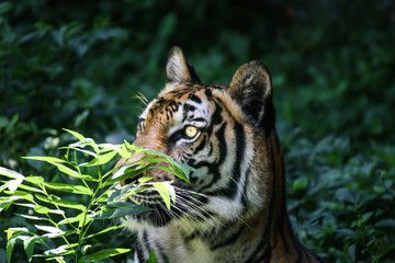The Tiger that Symbol of strong and powerful